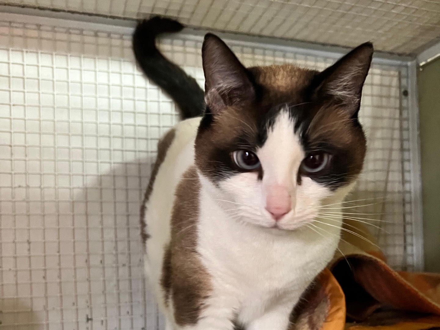 Adotta un gatto, femmina, 4 anni e 10 mesi, Milano