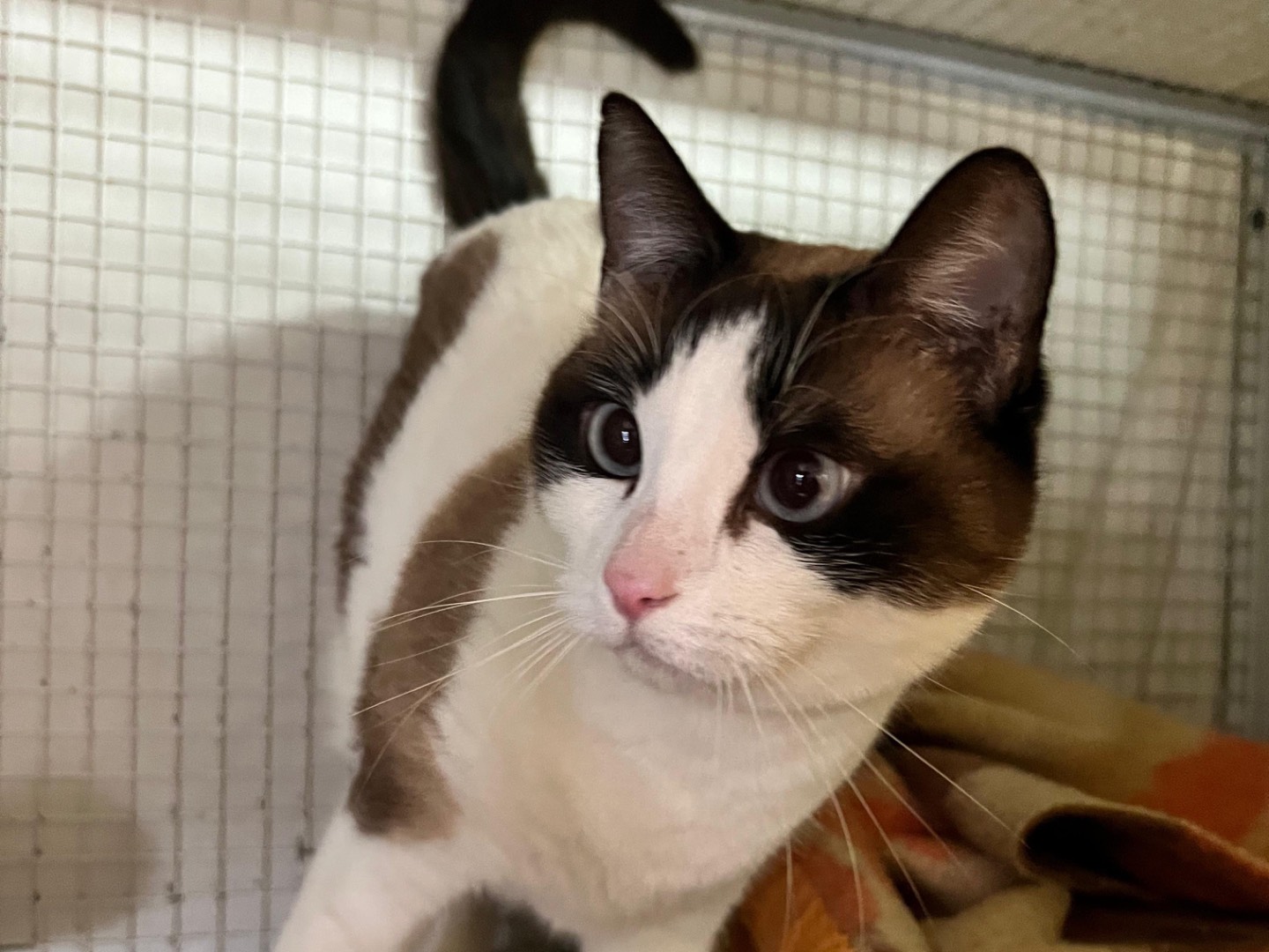 Adotta un gatto, taglia non valida, femmina, Milano