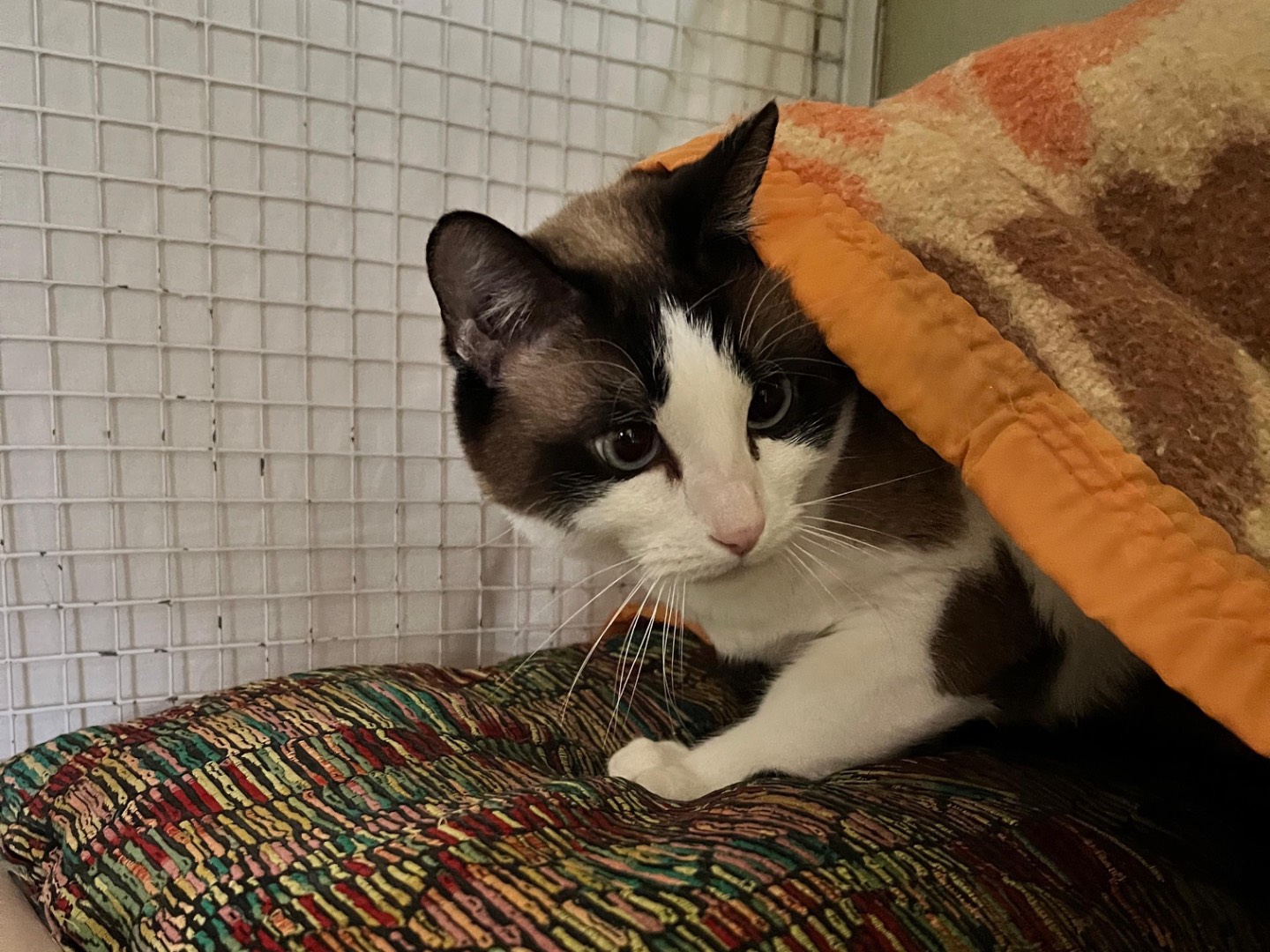 Vuoi adottare un gatto a Milano?