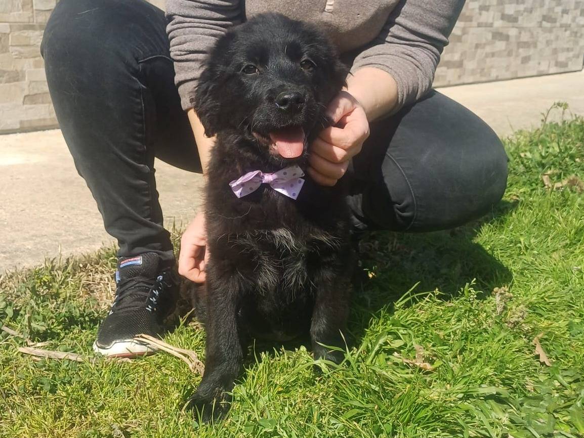 Adozione cane, femmina, Golden Retriever Razza sconosciuta, 3 mesi, taglia media, Catanzaro