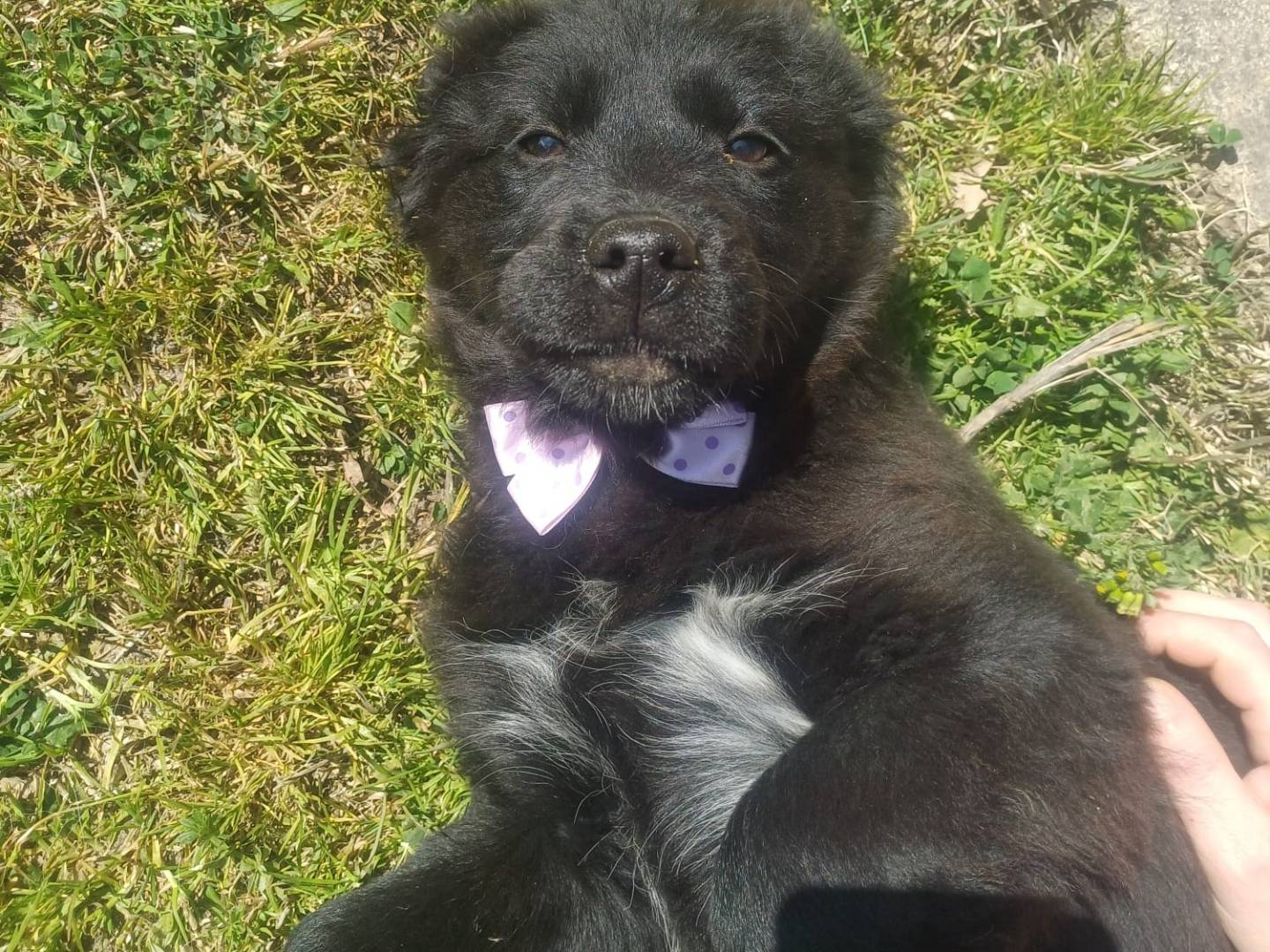 Adotta un cane, femmina, 3 mesi, Catanzaro