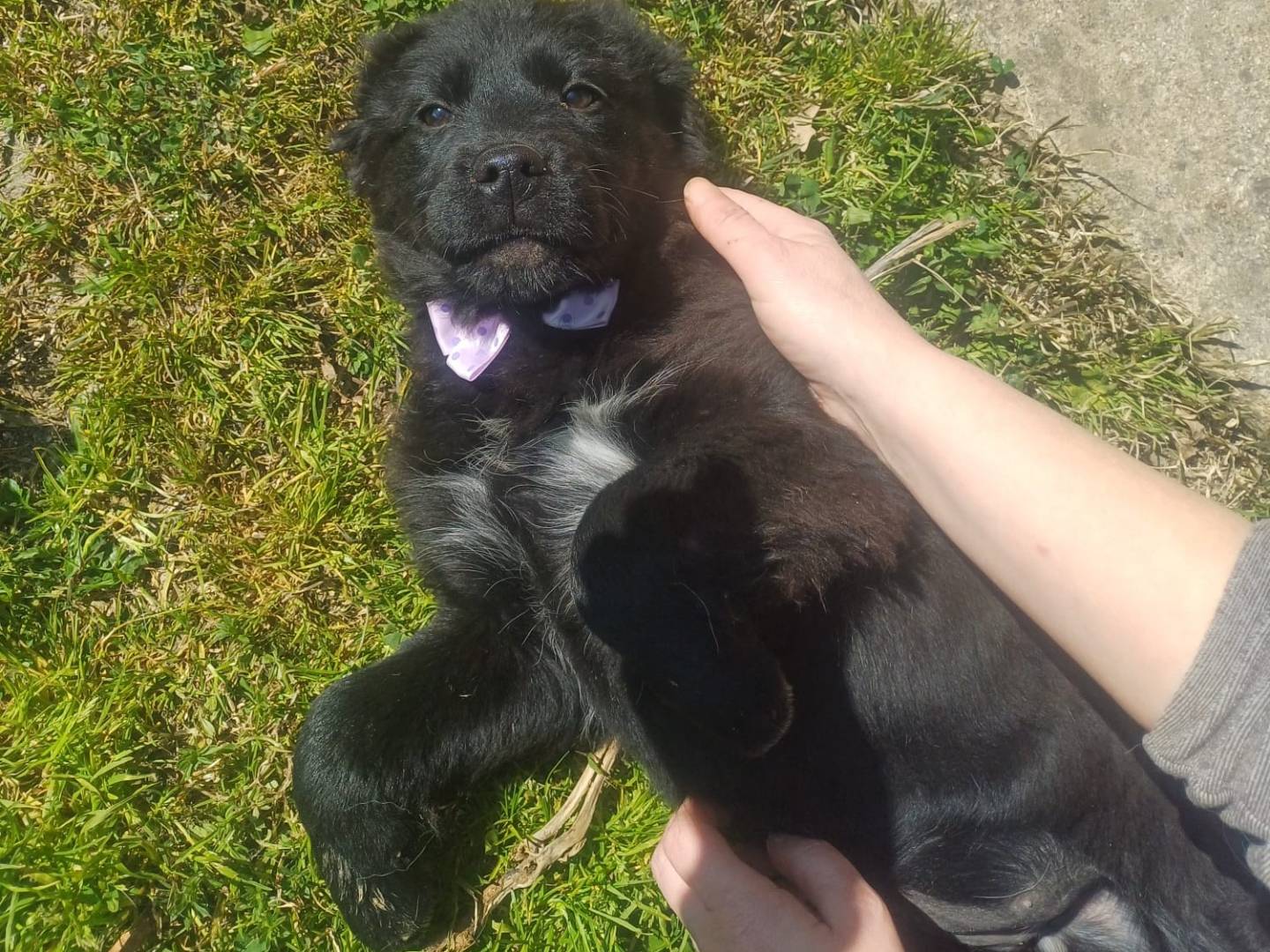 Vuoi adottare un cane a Catanzaro?