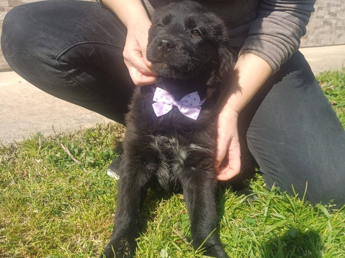 Adotta il cane KENYA a Catanzaro