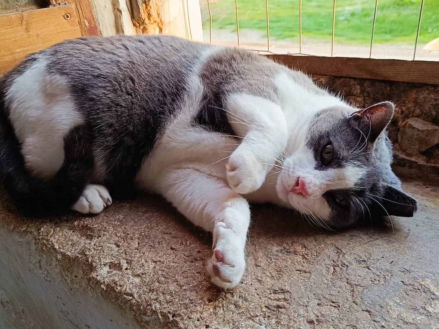 Adozione gatto, maschio, Razza sconosciuta Certosino , 6 anni e 10 mesi, taglia non valida, Ancona