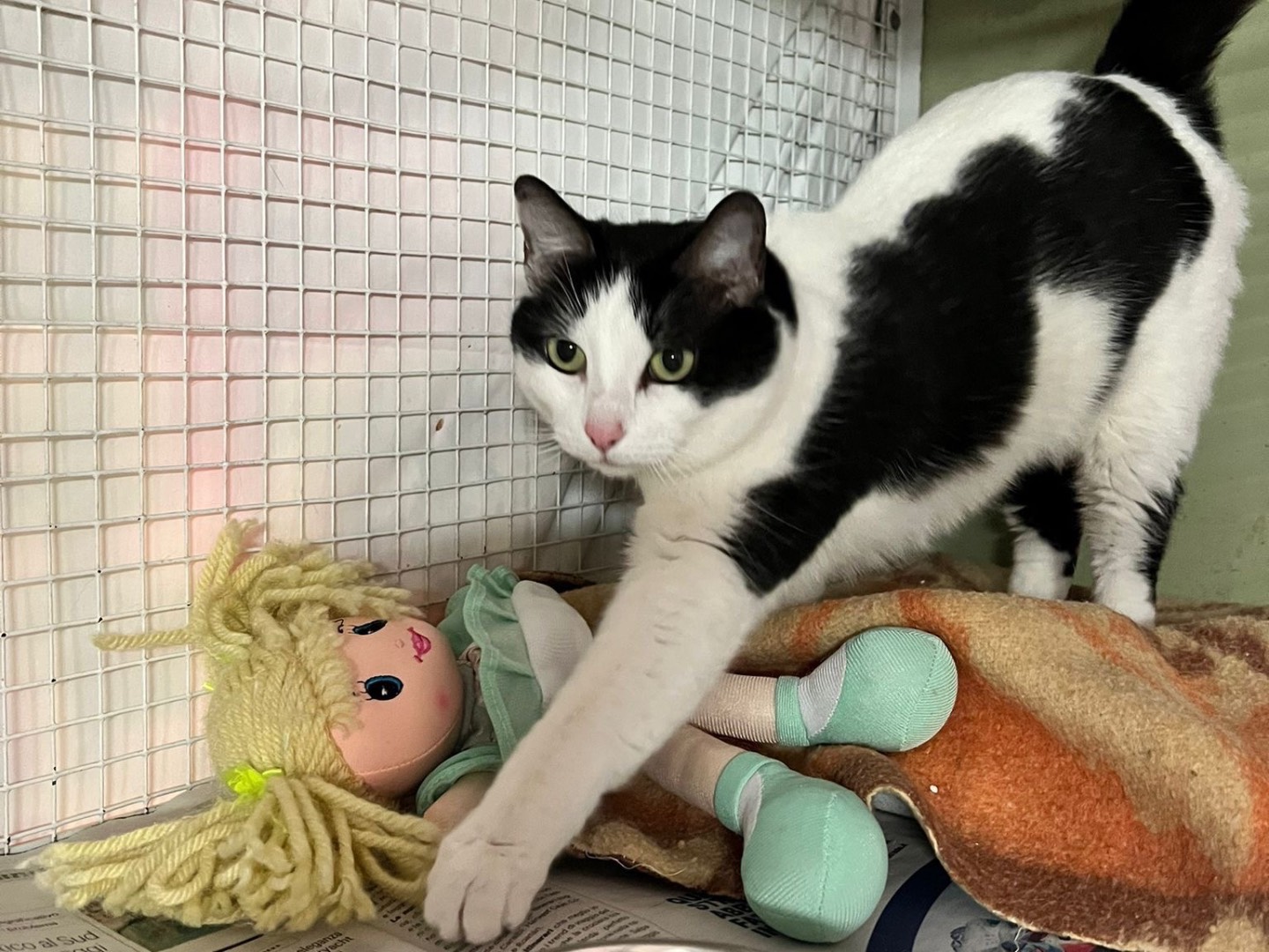 Adotta un gatto, maschio, 4 anni e 10 mesi, Milano