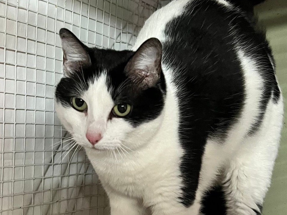 Adotta un gatto, taglia non valida, maschio, Milano