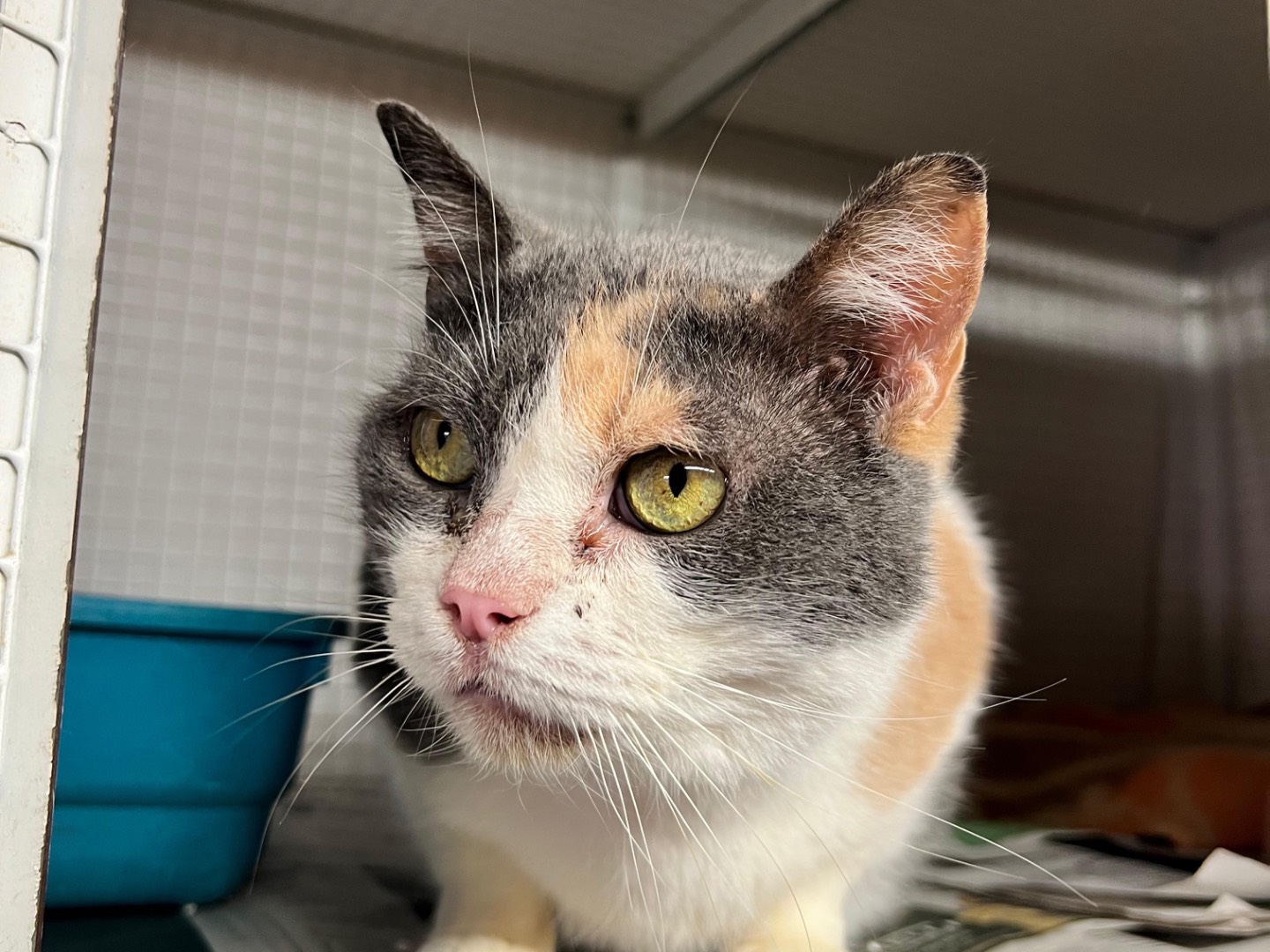 Adotta un gatto, femmina, 5 anni e 5 mesi, Milano