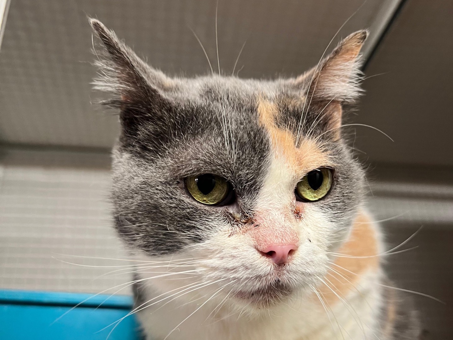 Adotta un gatto, taglia non valida, femmina, Milano