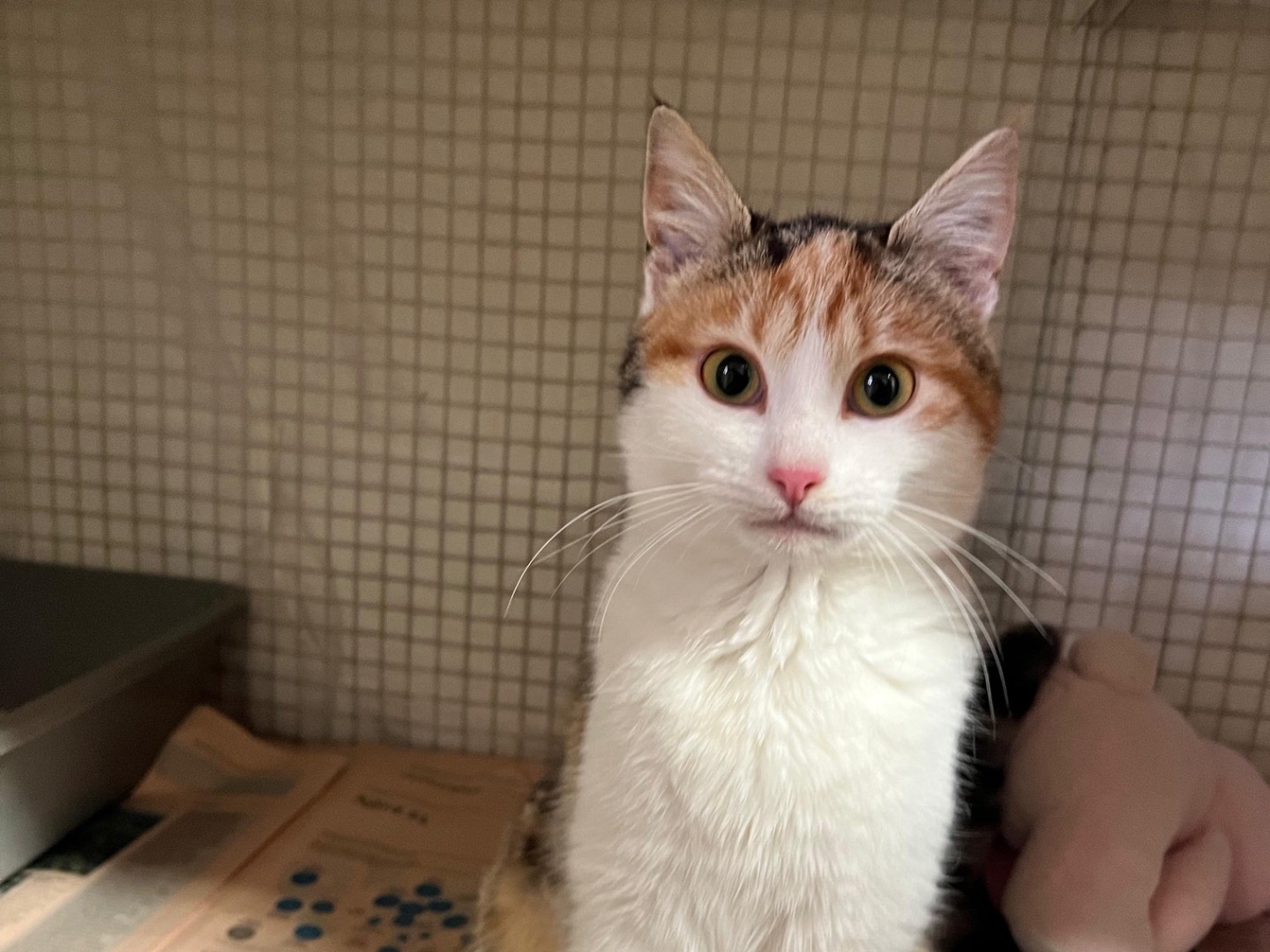 Adozione gatto, femmina, Razza sconosciuta Razza sconosciuta, 10 mesi, taglia non valida, Milano