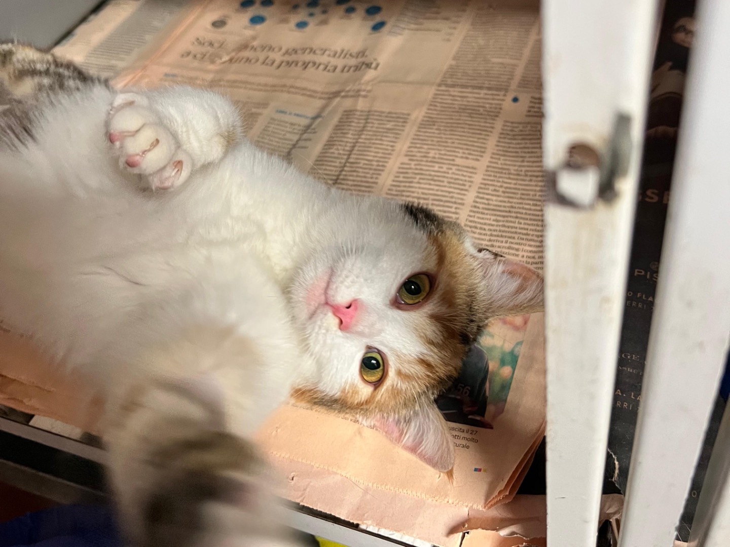 Adotta un gatto, taglia non valida, femmina, Milano