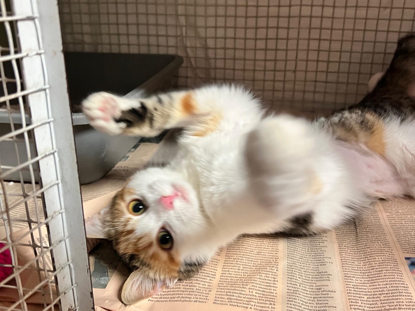 Vuoi adottare un gatto a Milano?