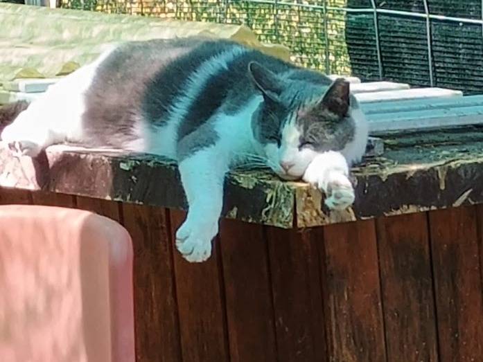 Adotta un gatto, maschio, 6 anni e 10 mesi, Ancona