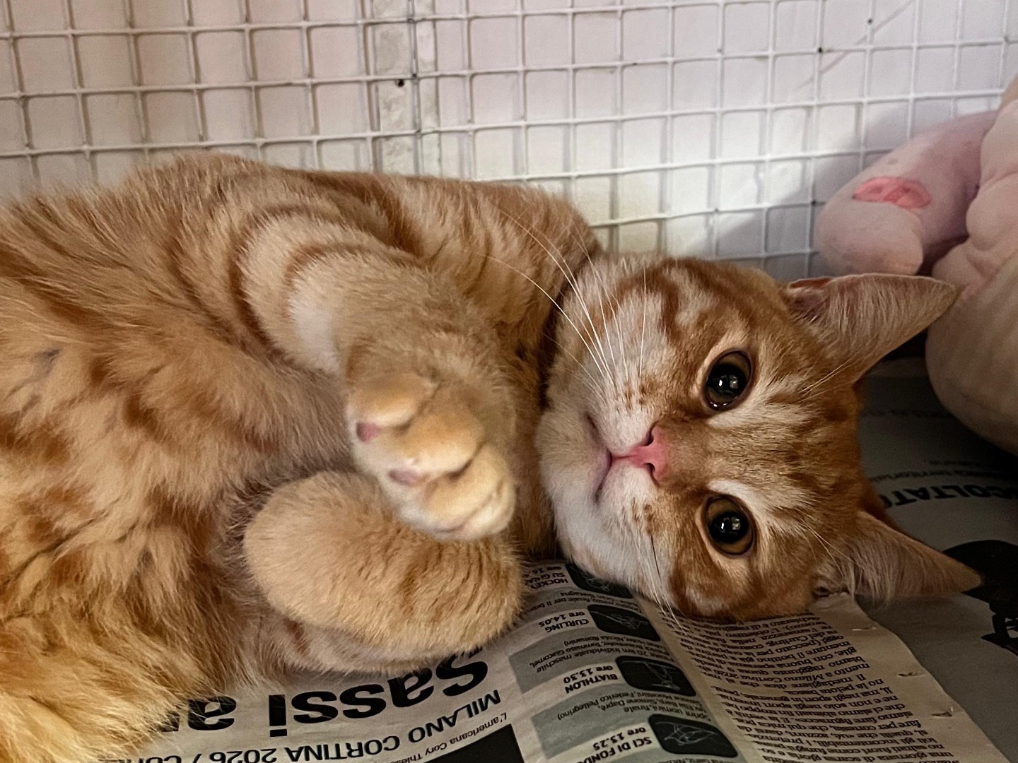 Adozione gatto, maschio, Razza sconosciuta Razza sconosciuta, 10 mesi, taglia non valida, Milano