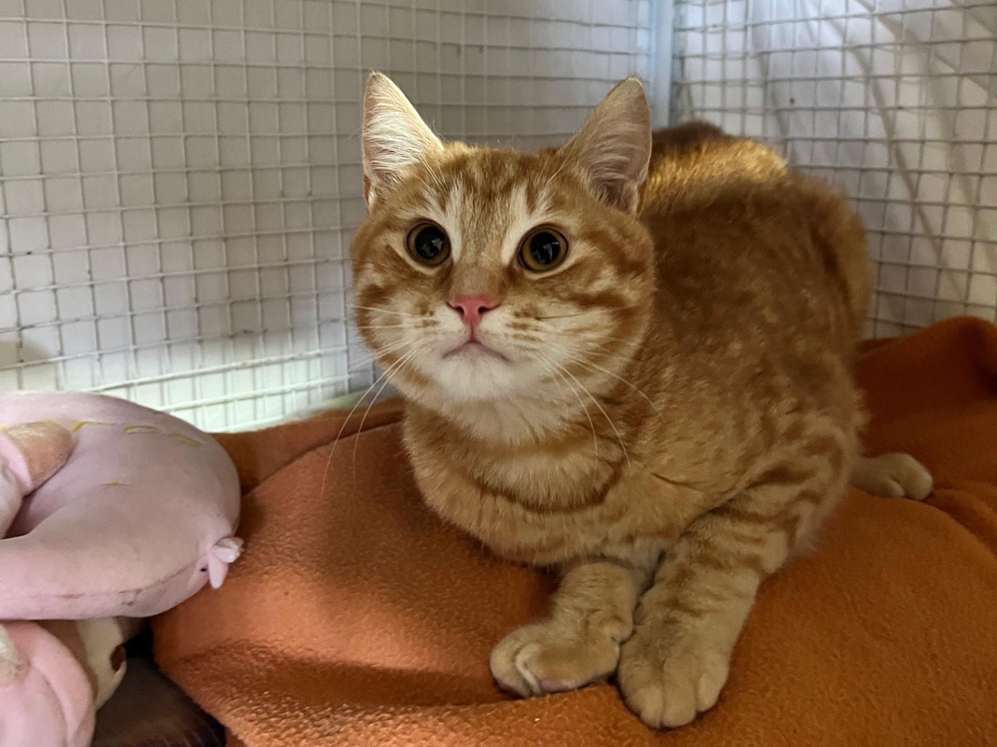 Adotta un gatto, maschio, 10 mesi, Milano