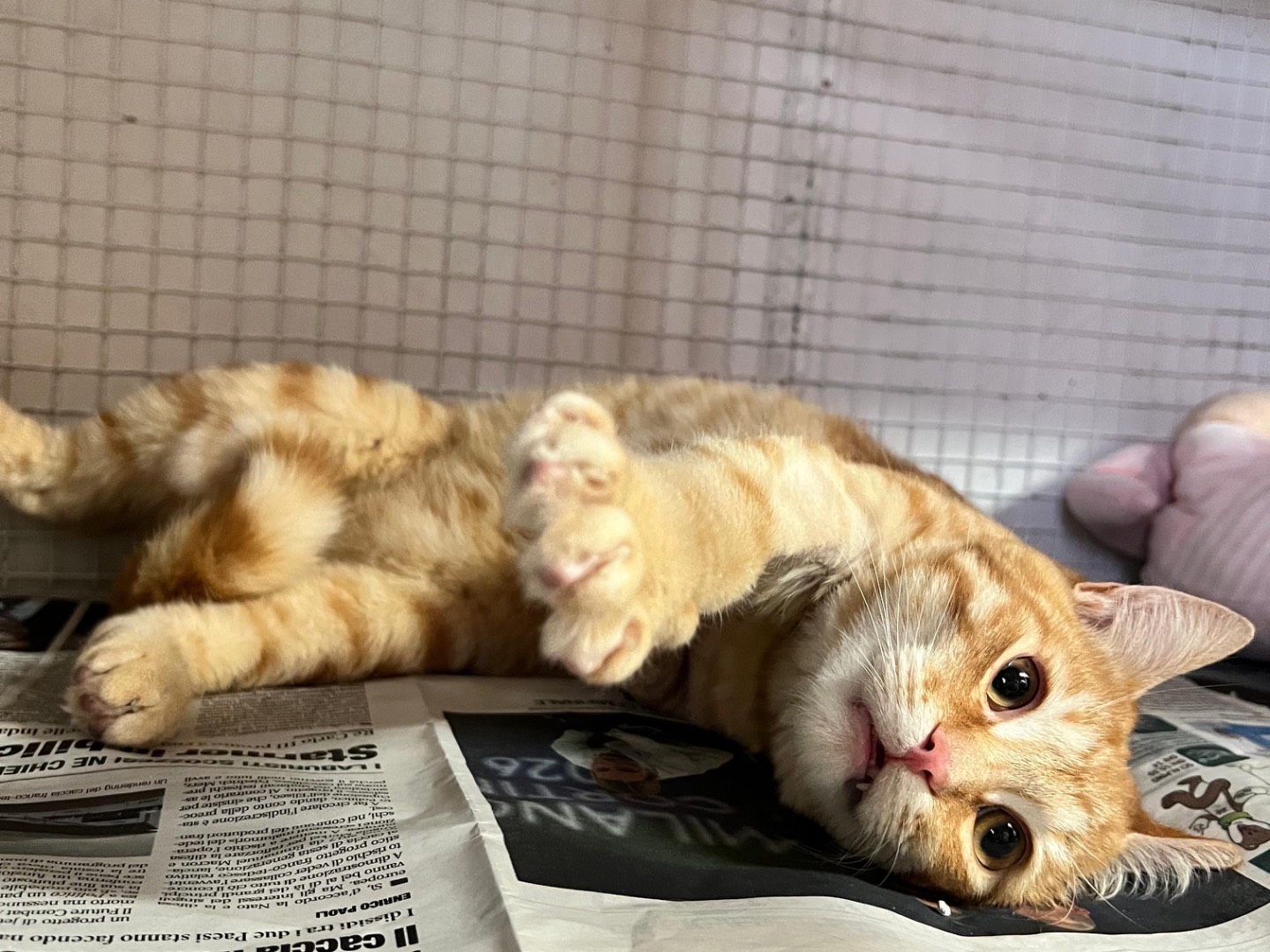 Vuoi adottare un gatto a Milano?