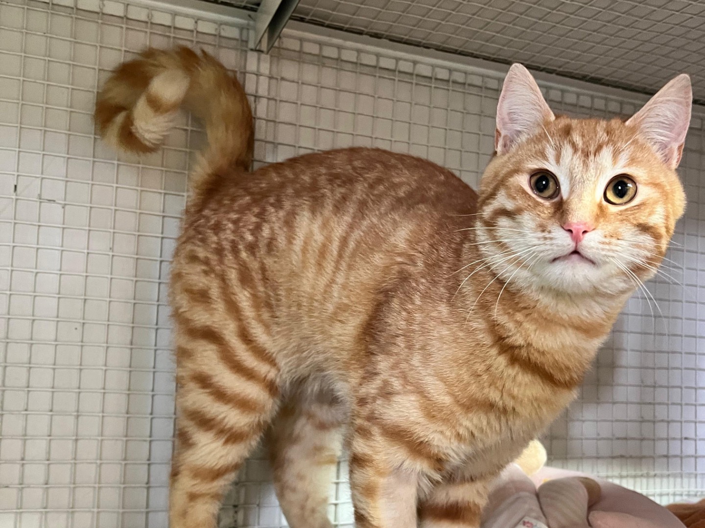 Adotta il gatto Pongo a Milano