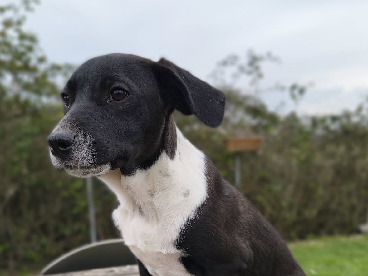 Adotta un cane, maschio, 4 mesi, Treviso