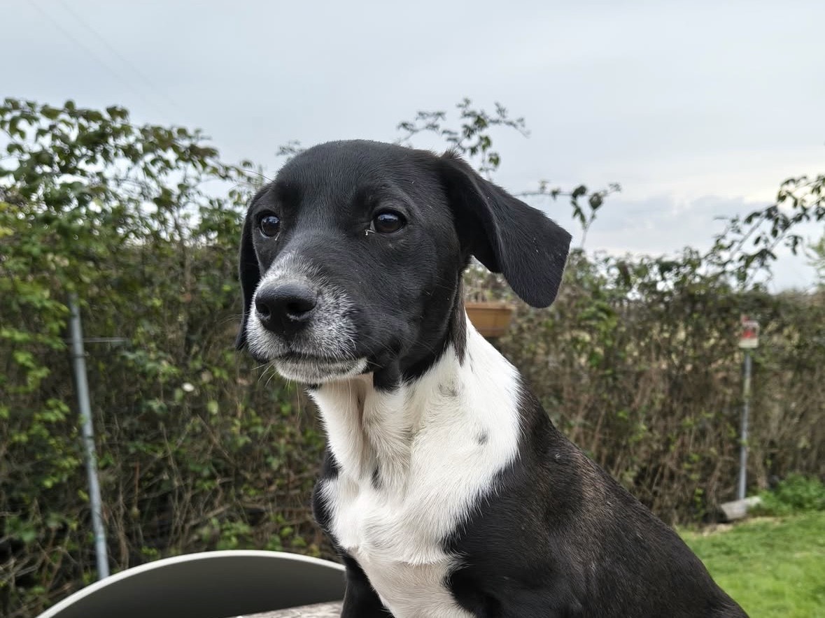 Adotta un cane, taglia media, maschio, Treviso