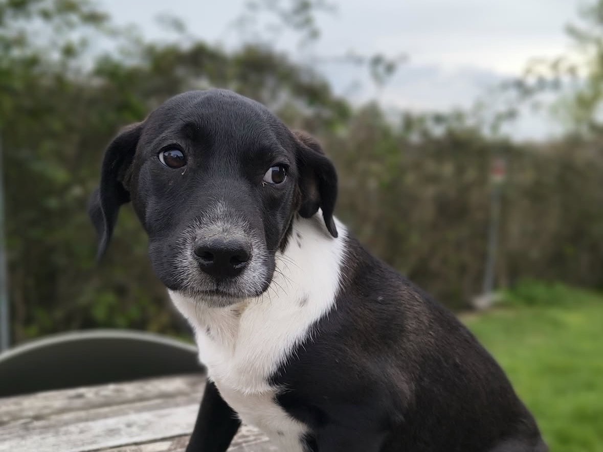 Vuoi adottare un cane a Treviso?