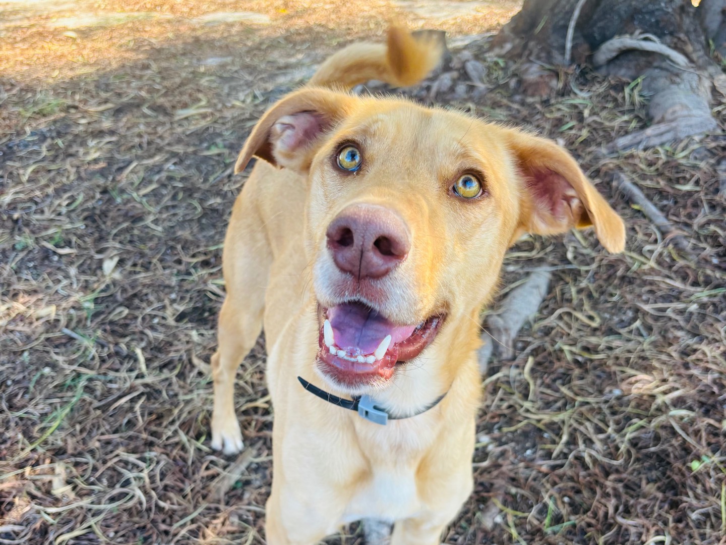 Adozione cane, maschio, Razza sconosciuta Razza sconosciuta, 2 anni e 10 mesi, taglia media, Siracusa