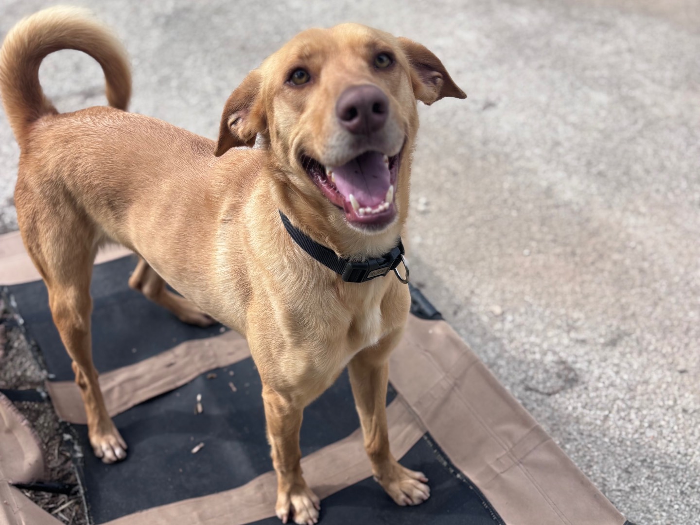 Adotta un cane, taglia media, maschio, Siracusa