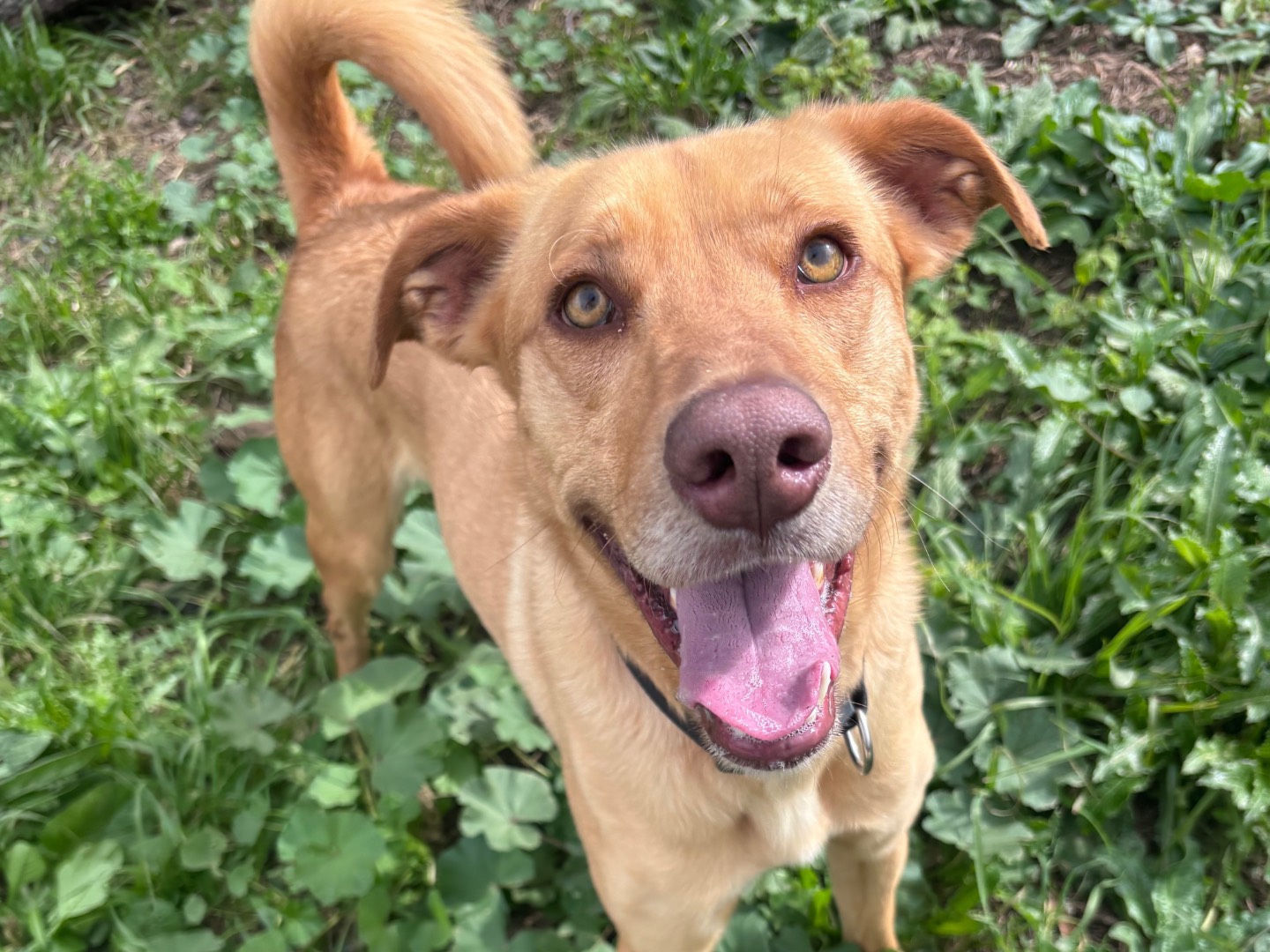 Vuoi adottare un cane a Siracusa?