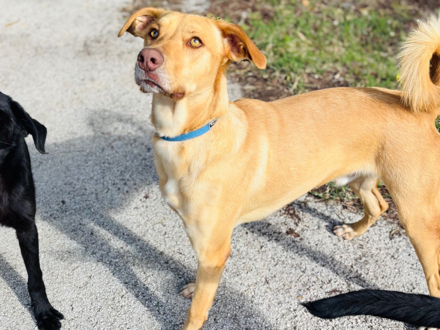 Adotta il cane Kink a Siracusa