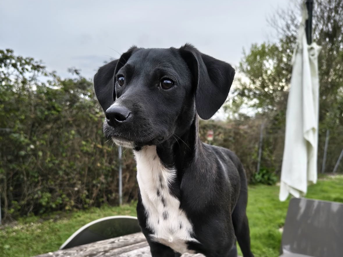Adozione cane, femmina, Razza sconosciuta Razza sconosciuta, 4 mesi, taglia media contenuta, Treviso