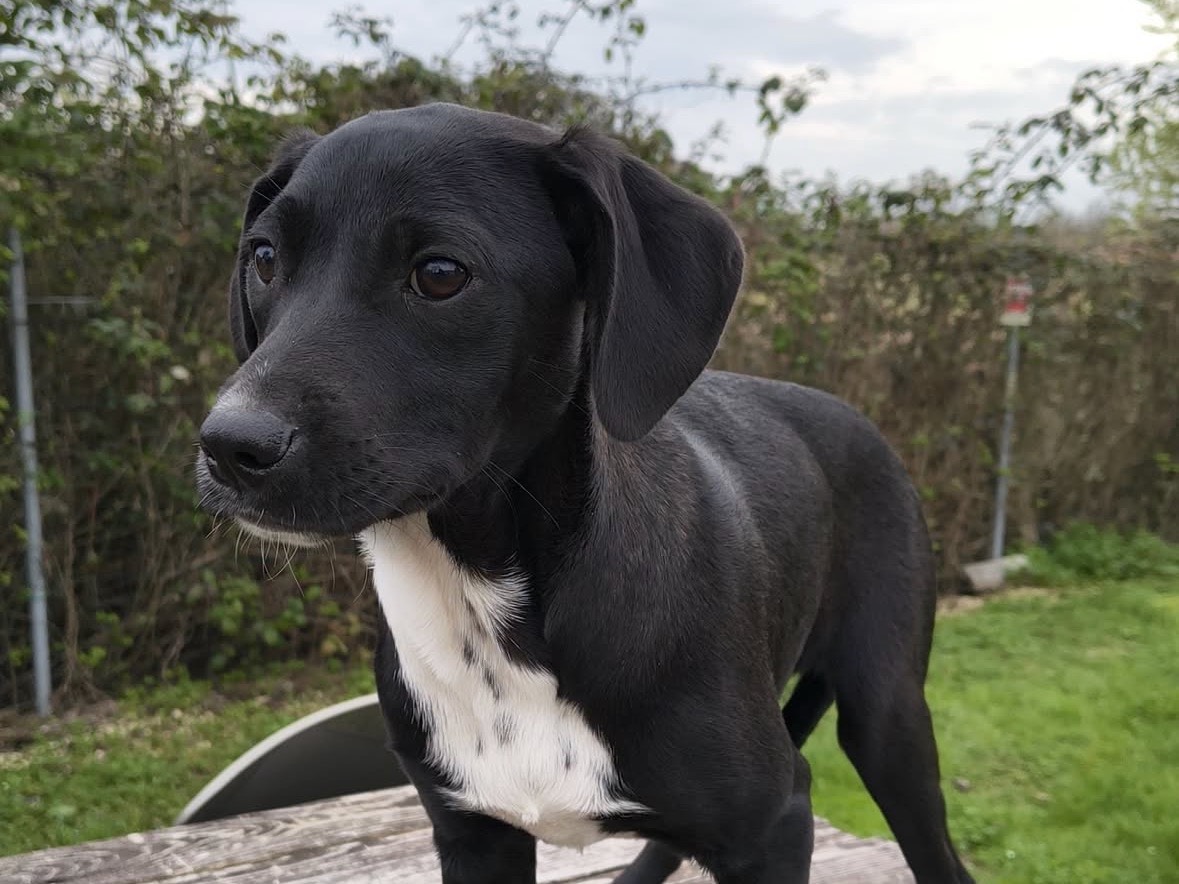 Adotta un cane, femmina, 4 mesi, Treviso