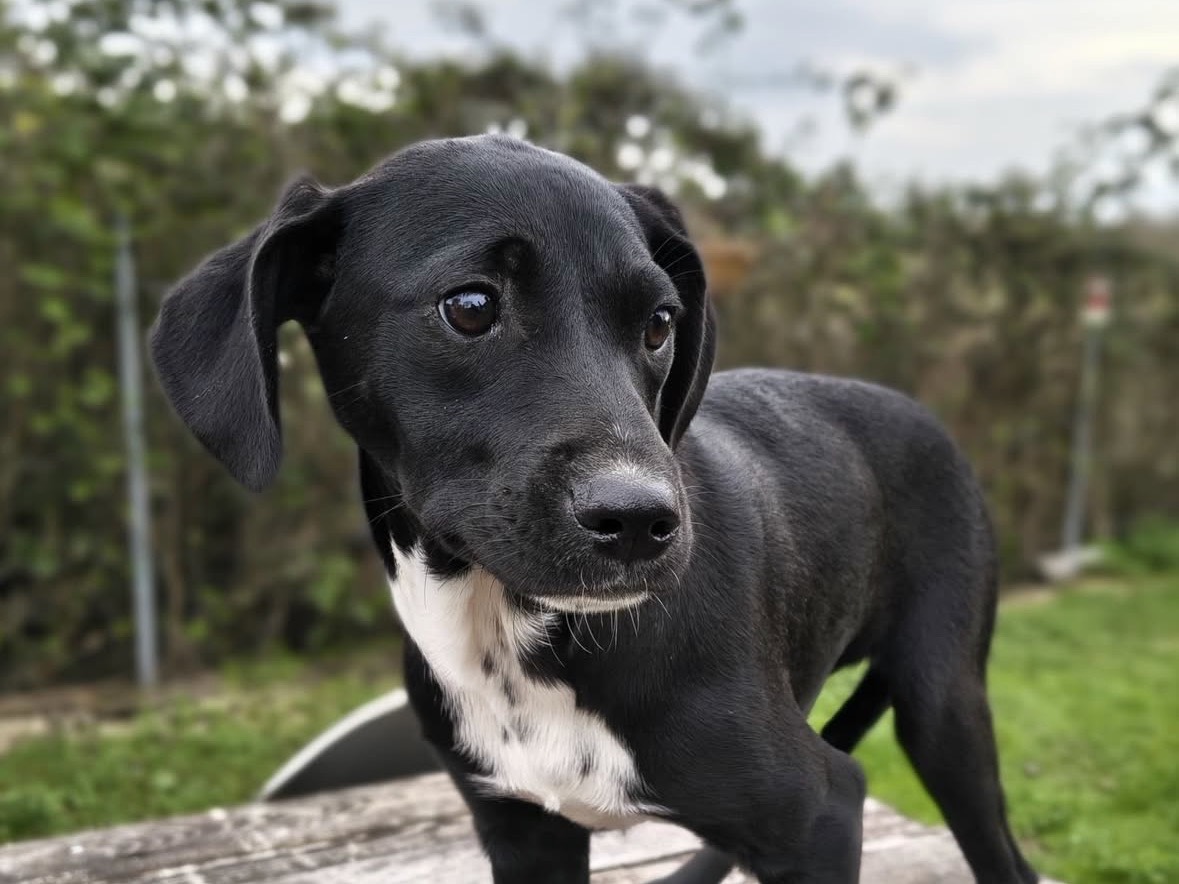 Adotta un cane, taglia media contenuta, femmina, Treviso