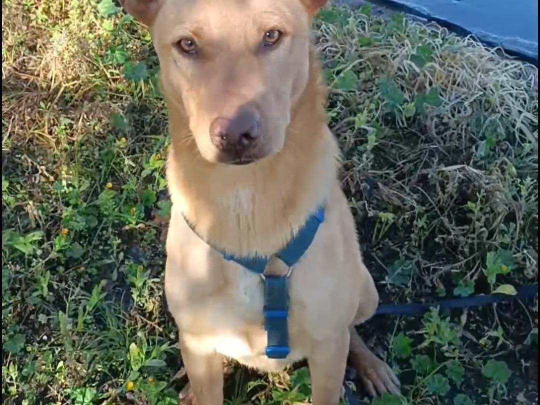 Adotta un cane, maschio, 8 mesi, Foggia