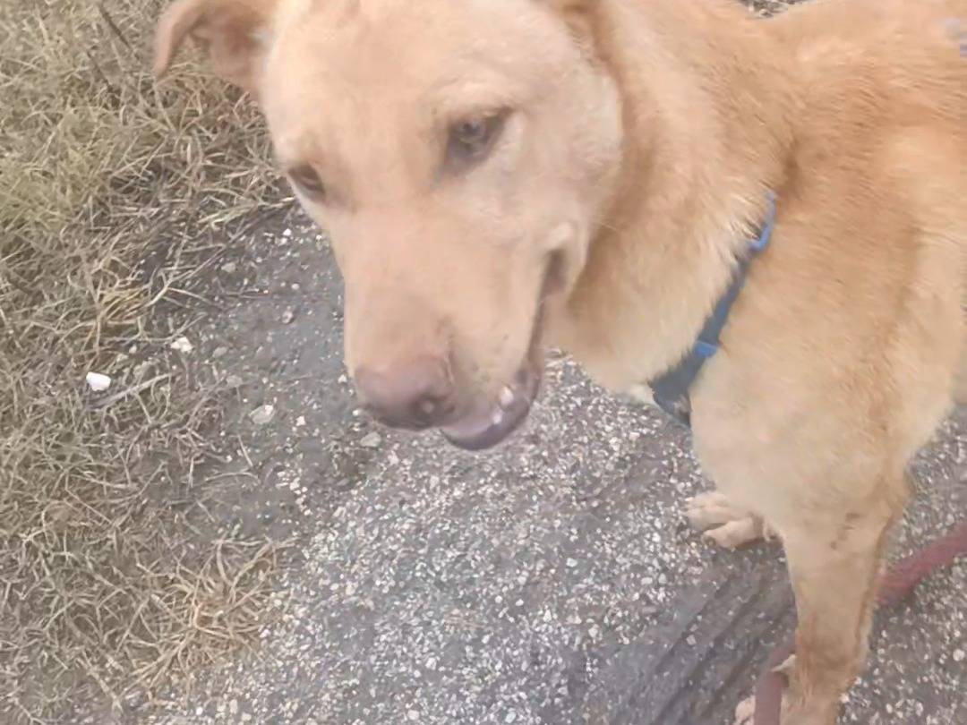 Adotta un cane, taglia media, maschio, Foggia