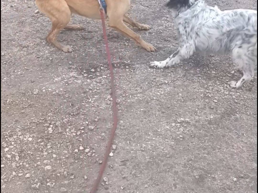 Vuoi adottare un cane a Foggia?