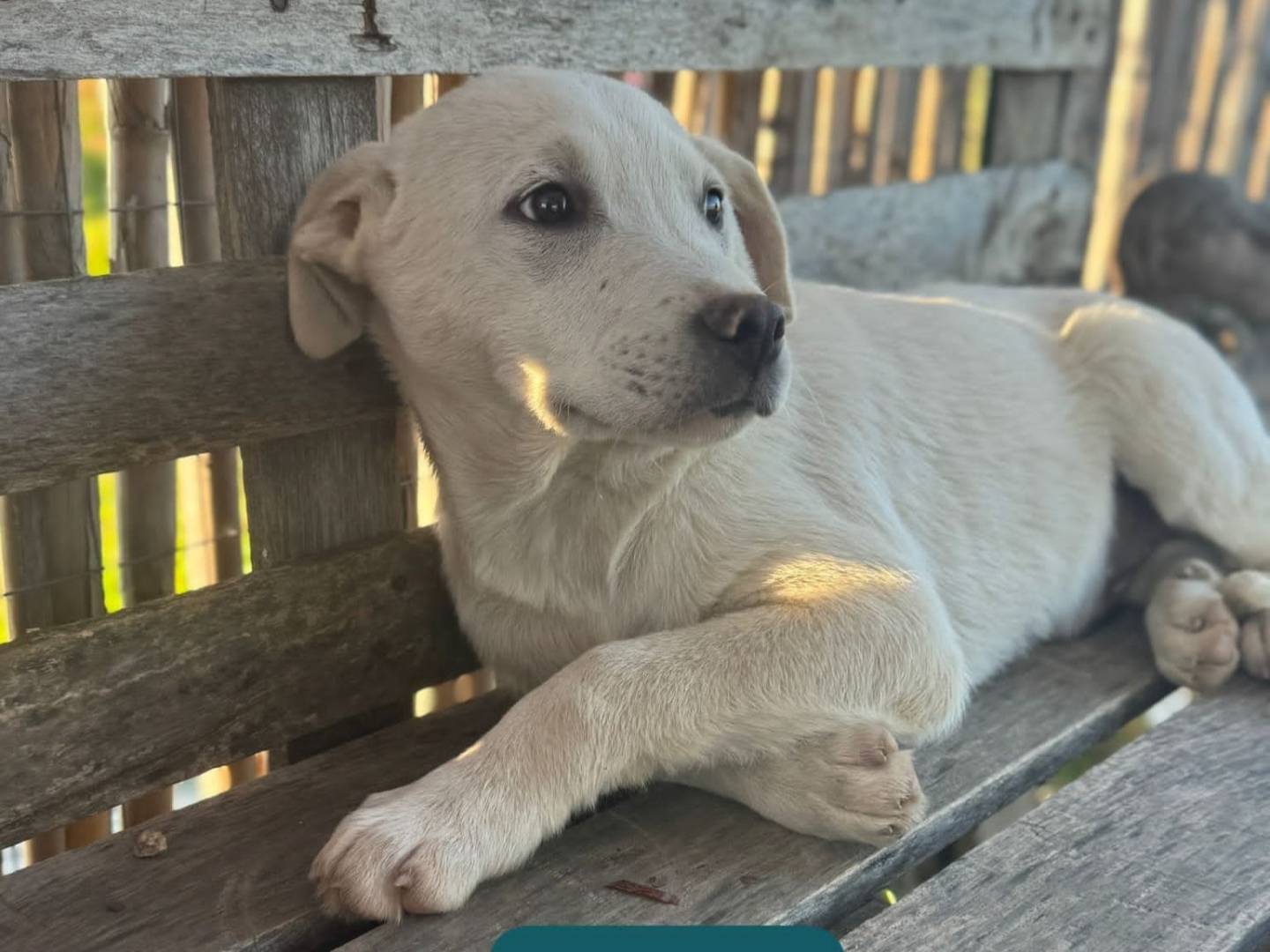 Adozione cane, maschio, Labrador Retriever Razza sconosciuta, 4 mesi, taglia media, Cosenza