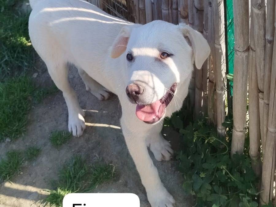 Adotta un cane, maschio, 4 mesi, Cosenza