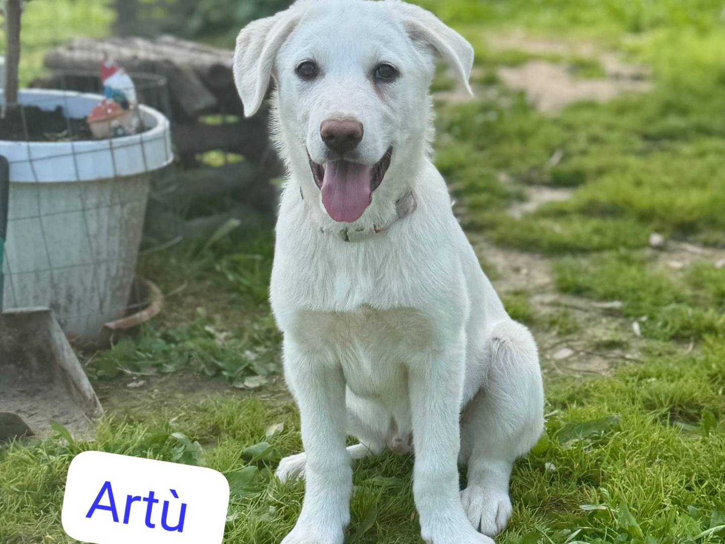 Adozione cane, maschio, Golden Retriever Pastore maremmano, 3 mesi, taglia media, Cosenza