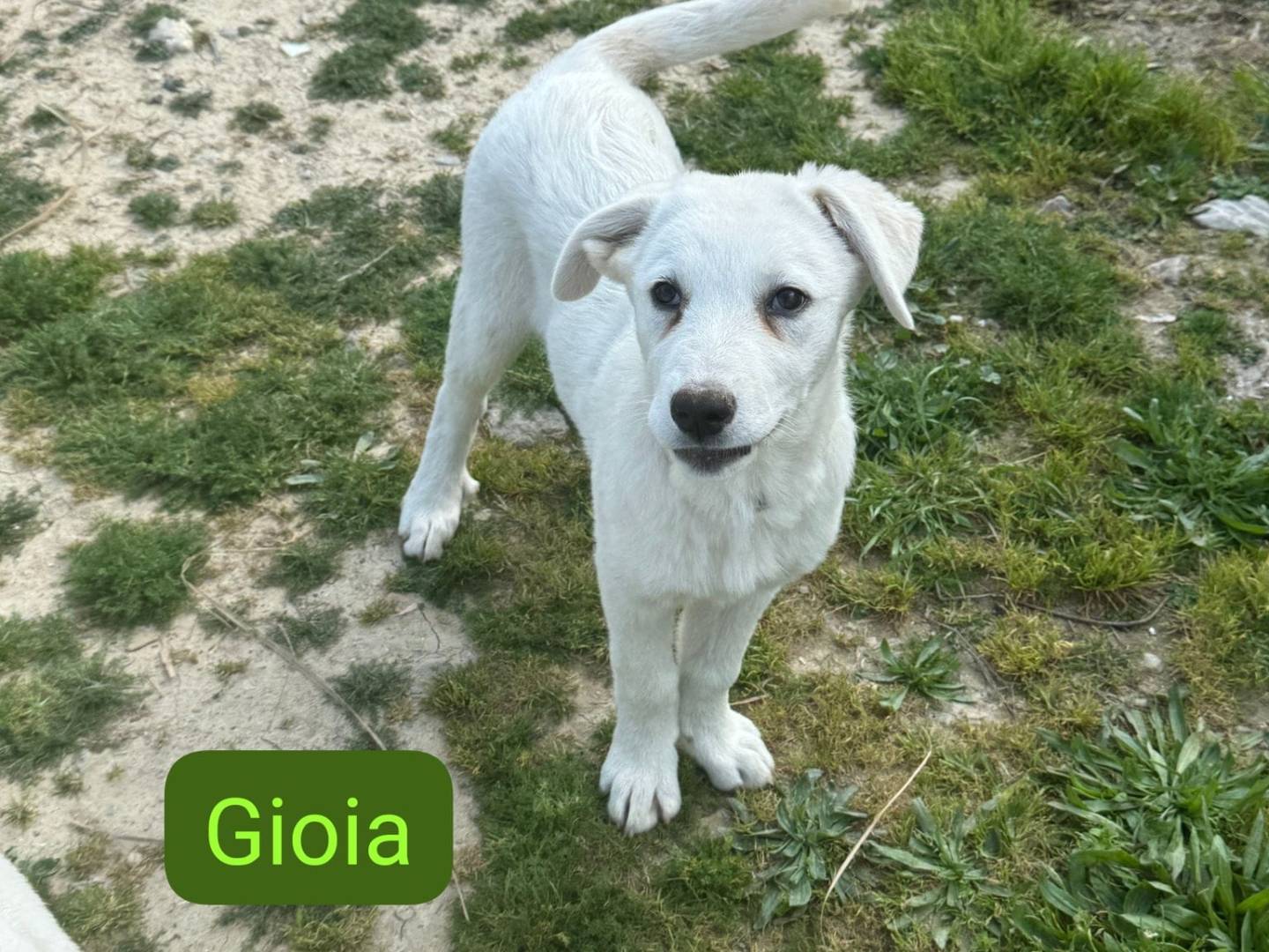 Adozione cane, femmina, Labrador Retriever Pastore maremmano, 4 mesi, taglia media, Cosenza