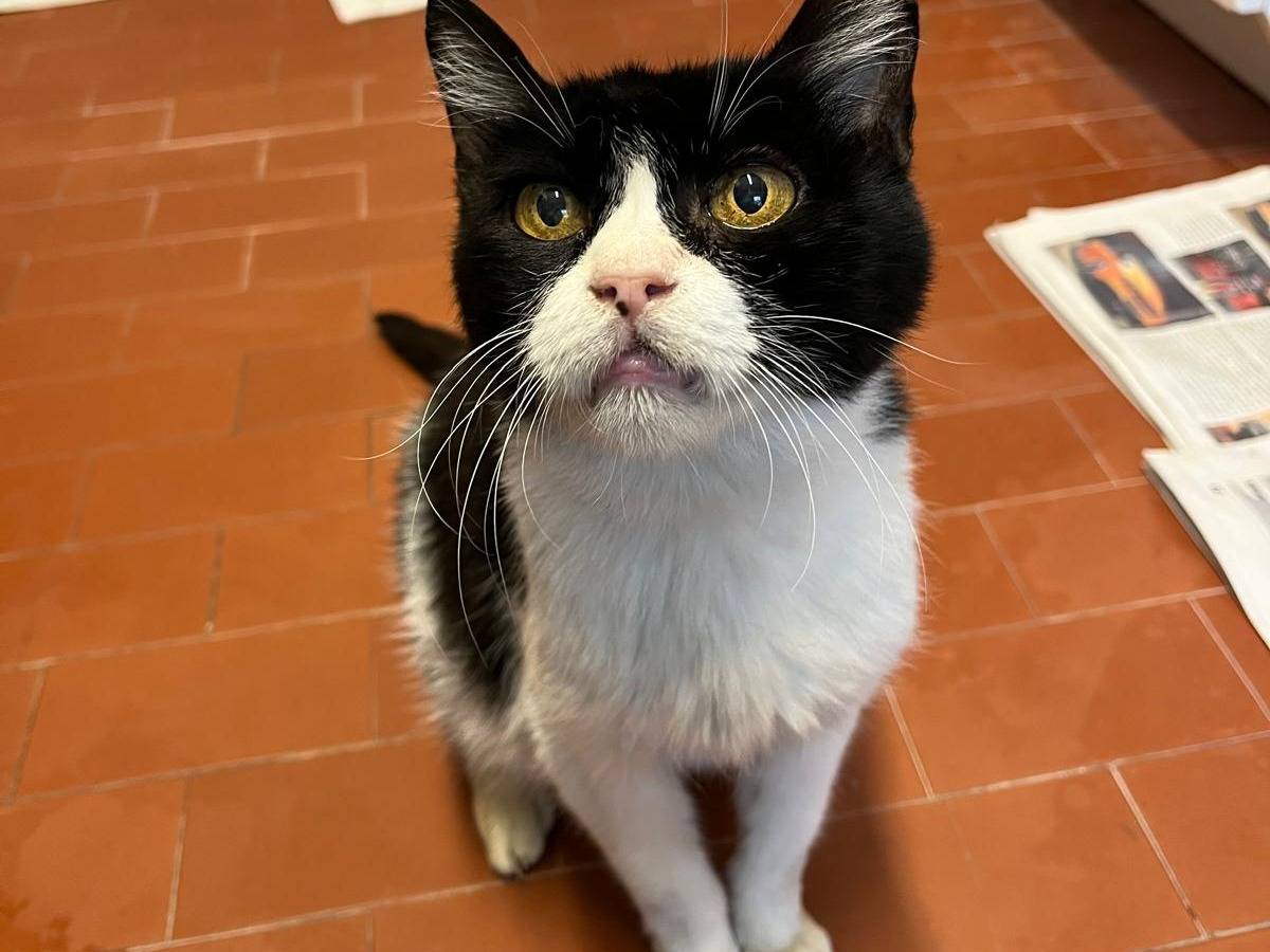 Adozione gatto, femmina, Razza sconosciuta Razza sconosciuta, 10 anni e 4 mesi, taglia non valida, Bologna