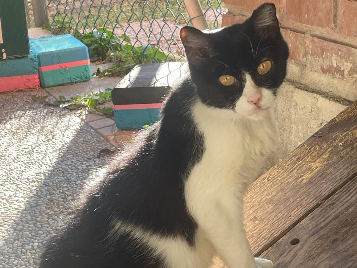 Adotta un gatto, taglia non valida, femmina, Bologna