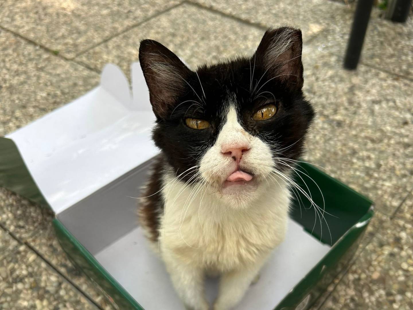 Vuoi adottare un gatto a Bologna?