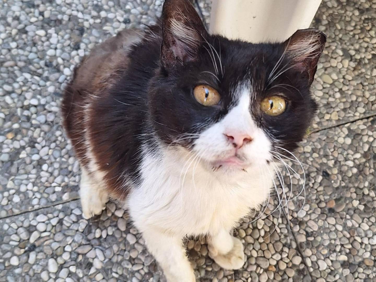 Adotta il gatto Vania a Bologna