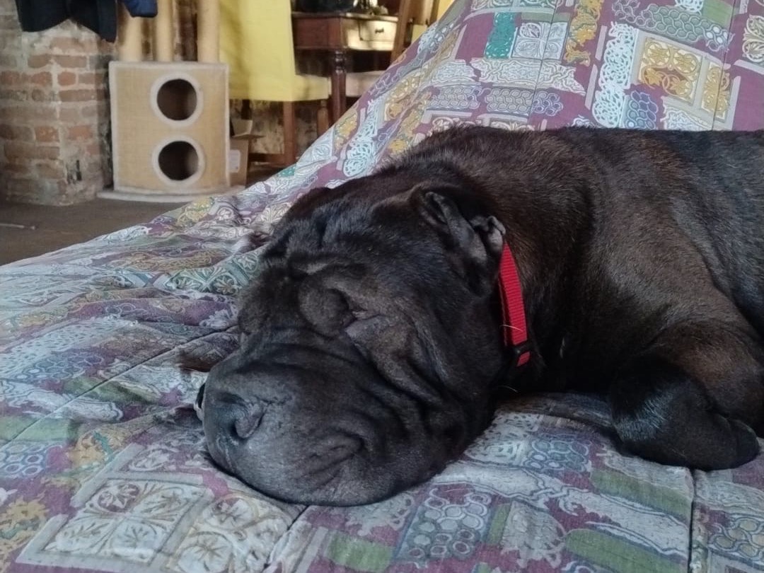 Adozione cane, maschio, Shar Pei Razza sconosciuta, 1 anno e 9 mesi, taglia media, Piacenza