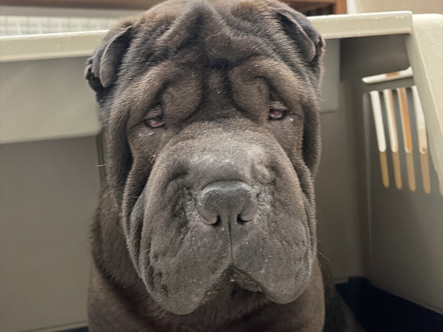 Adotta un cane, taglia media, maschio, Piacenza