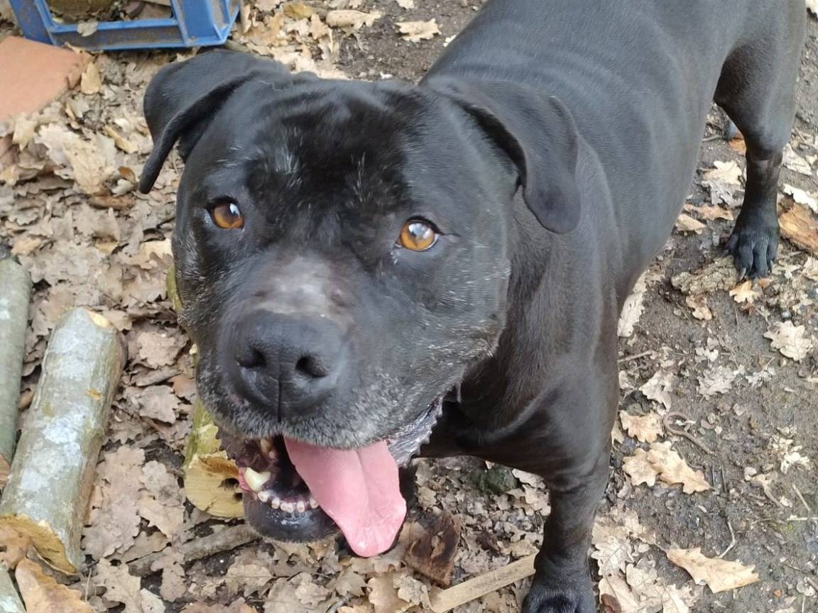 Adozione cane, femmina, Razza sconosciuta Razza sconosciuta, 5 anni, taglia media, Viterbo