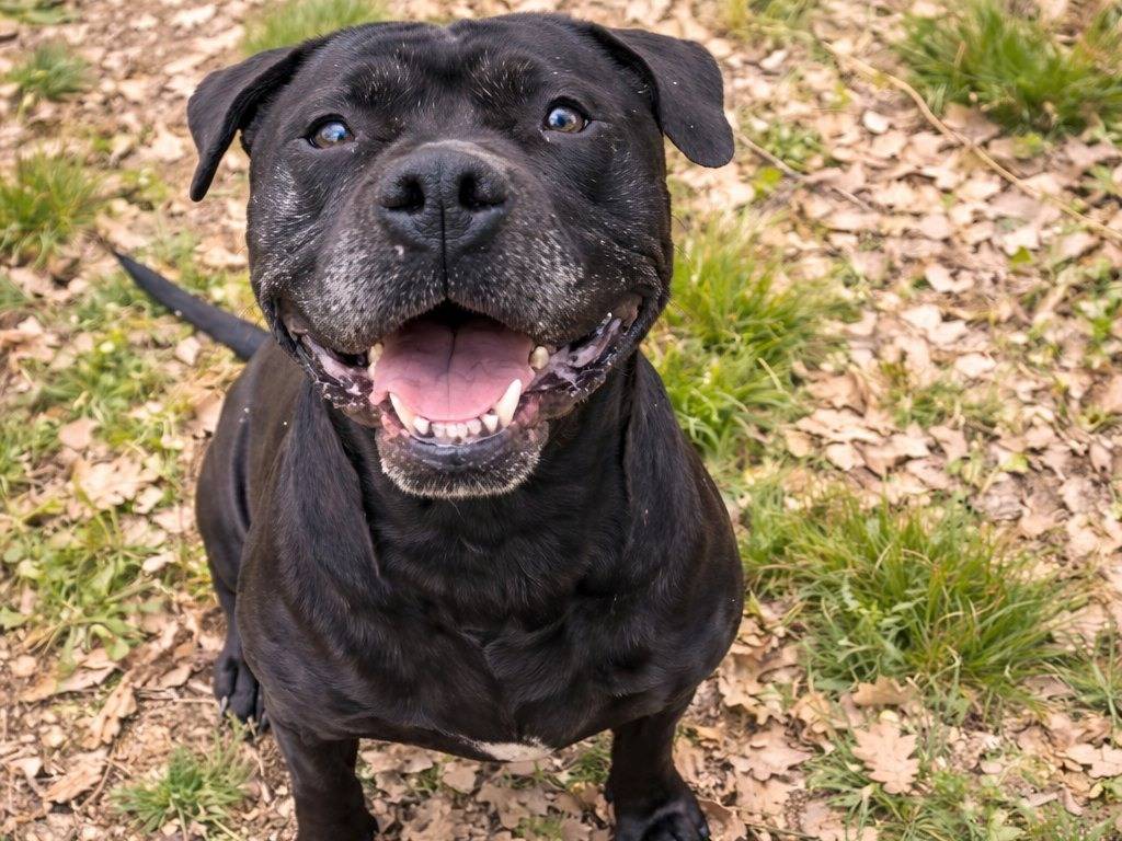 Adotta un cane, femmina, 5 anni, Viterbo