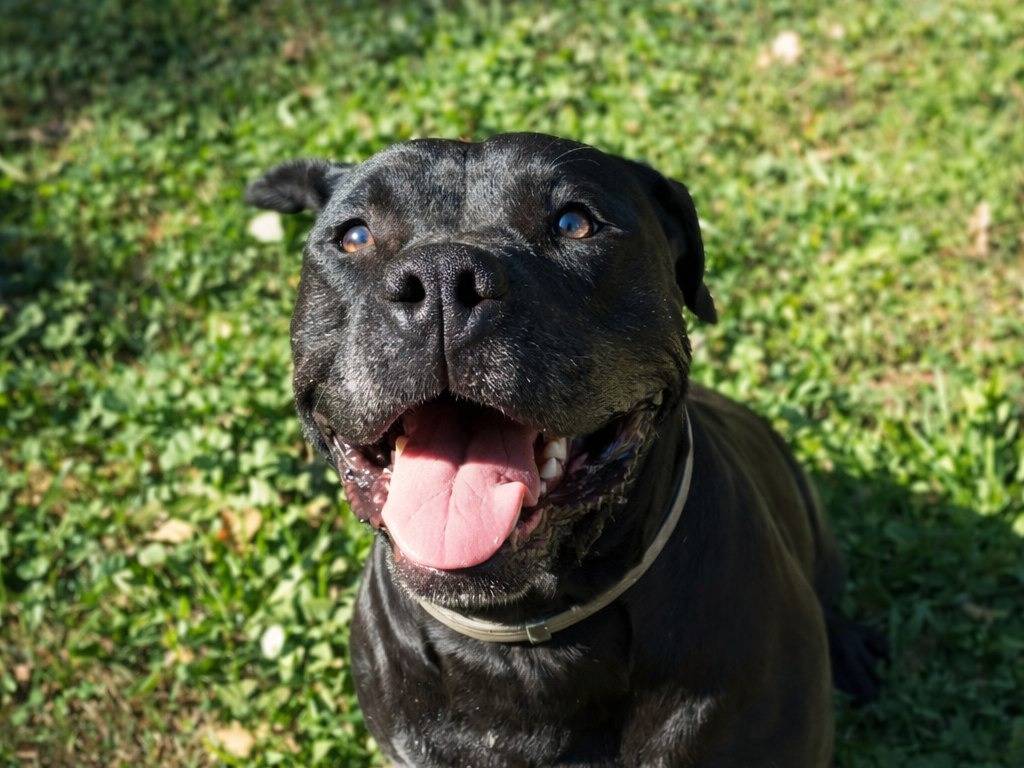 Adotta un cane, taglia media, femmina, Viterbo