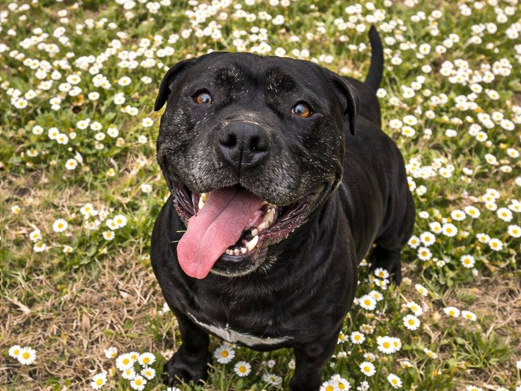 Vuoi adottare un cane a Viterbo?