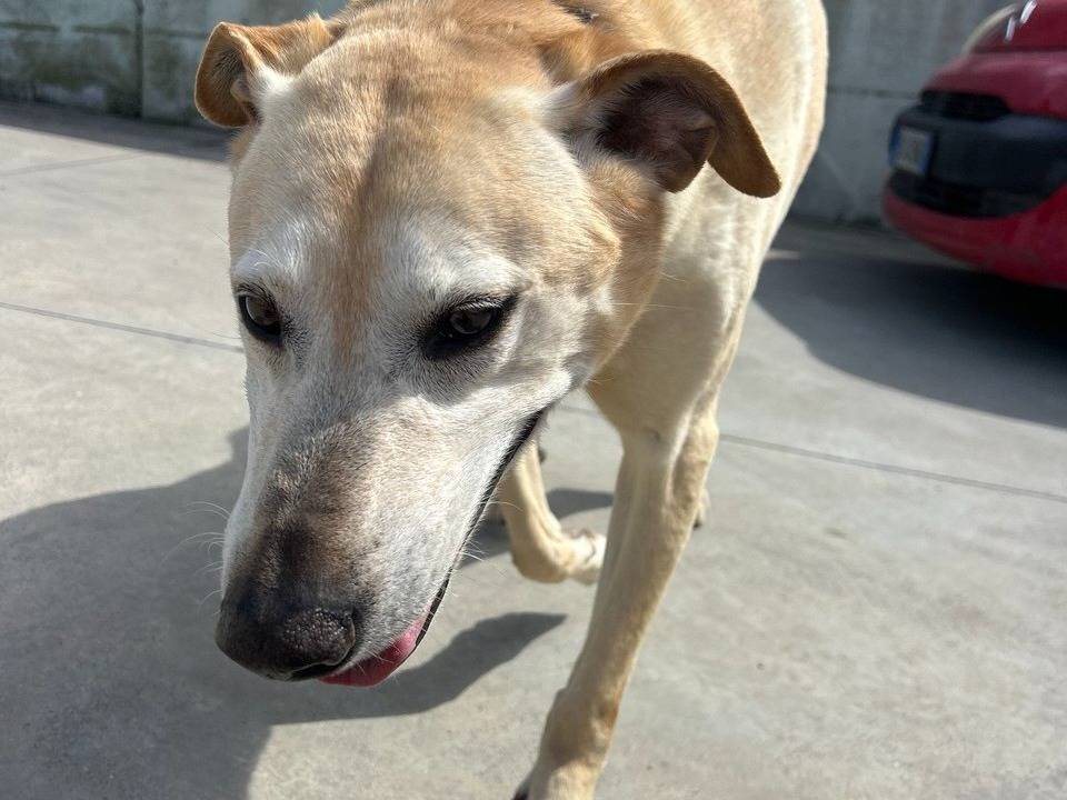 Vuoi adottare un cane a Napoli?