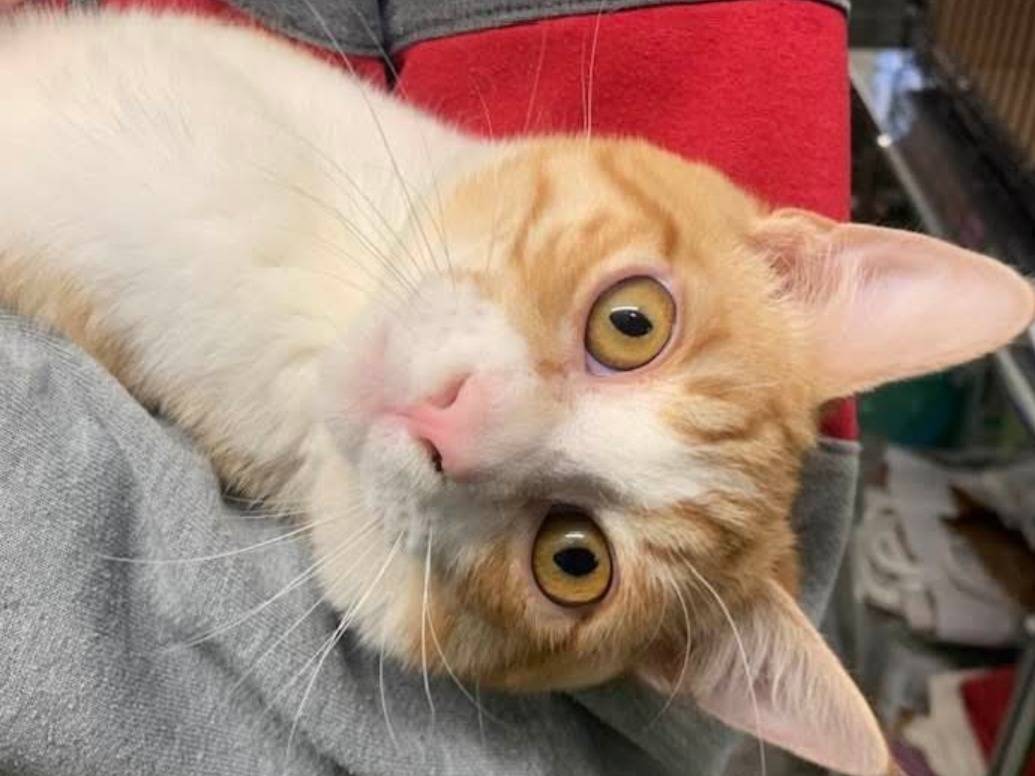 Adozione gatto, maschio, Razza sconosciuta Razza sconosciuta, 7 mesi, taglia non valida, Chieti