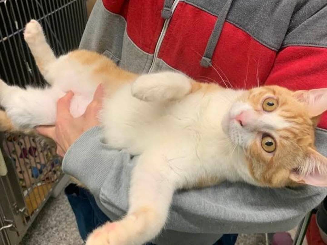 Adotta un gatto, maschio, 7 mesi, Chieti